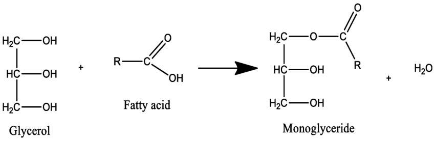 Monoglyceride-formation